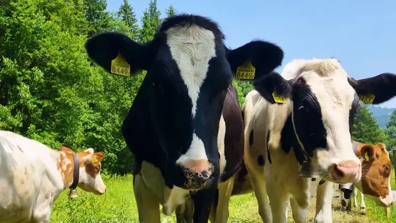 Close-up of black and white cows standing in a green pasture with trees in the background under a clear blue sky.
