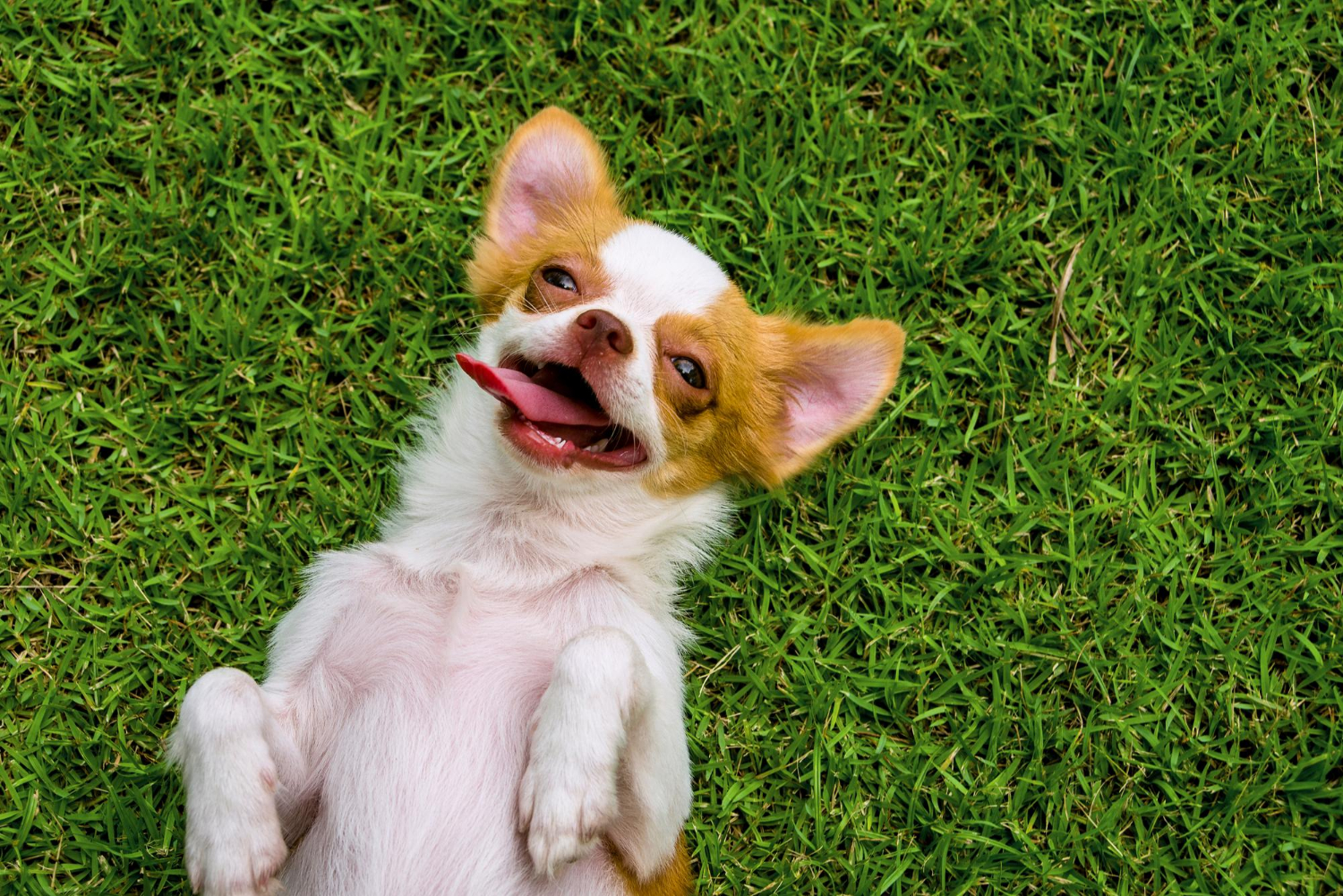 Small brown and white dog lying on its back on green grass with tongue out and happy expression.