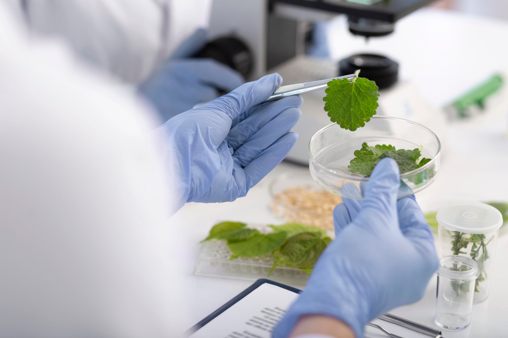 Scientist wearing blue gloves holding a green leaf with tweezers over a petri dish in a laboratory setting.