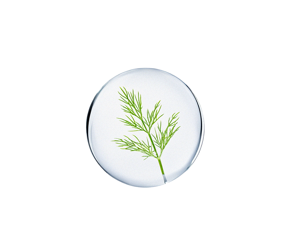 Green leafy herb inside a clear water droplet on a white background.