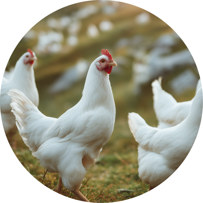 White chickens with red combs standing on grassy ground outdoors.