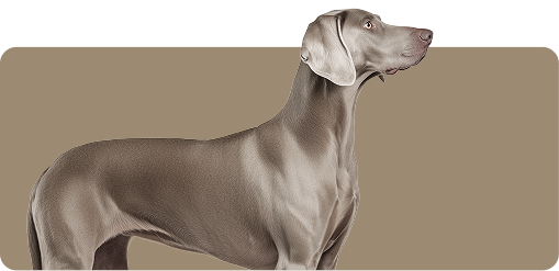 Side view of a Weimaraner dog with a short gray coat looking to the right.