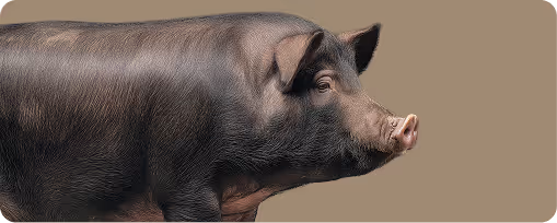 Side profile of a black pig against a brown background.